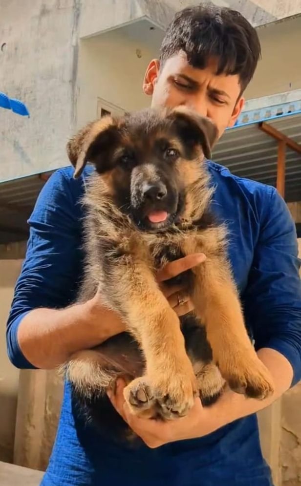 DogsIndia.com - GSD - Pranay Mishra