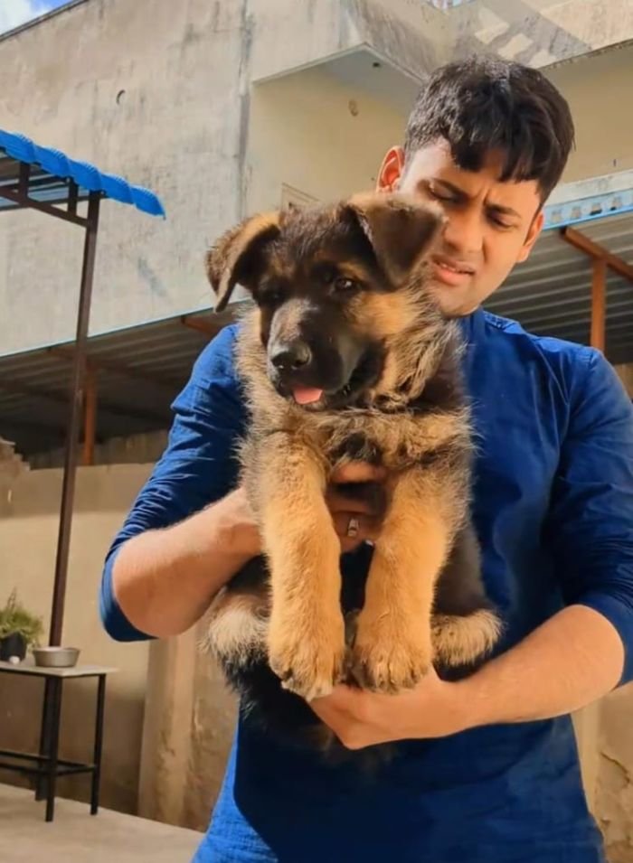DogsIndia.com - GSD - Pranay Mishra