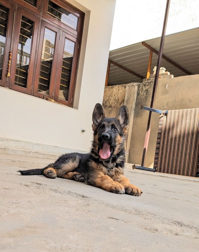 DogsIndia.com - GSD - Pranay Mishra