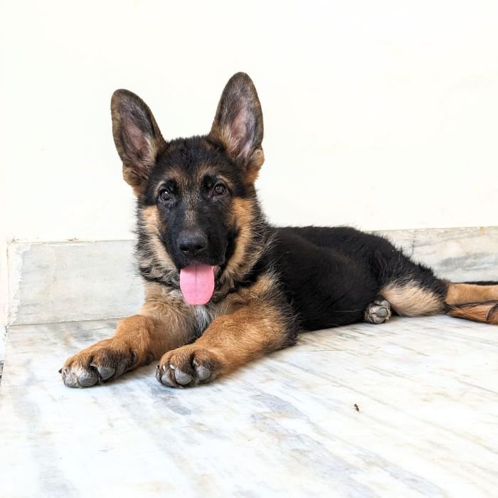 DogsIndia.com - GSD - Pranay Mishra