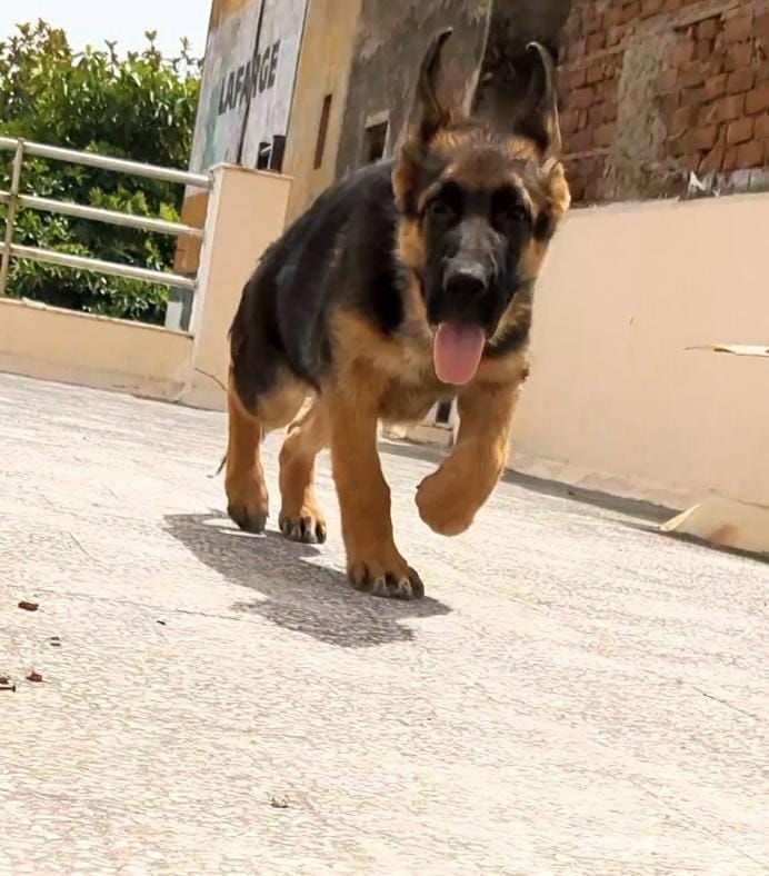 DogsIndia.com - GSD - Pranay Mishra