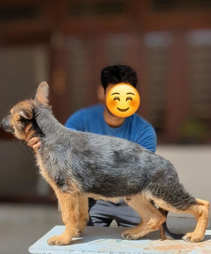 DogsIndia.com - GSD - Pranay Mishra