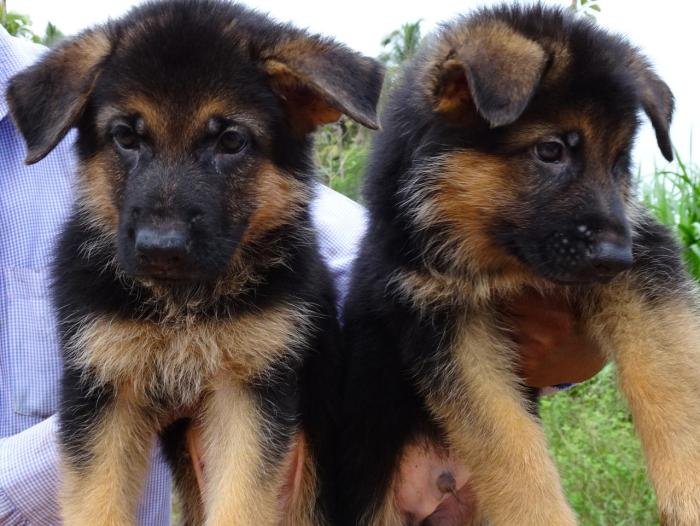 DogsIndia.com - German Shepherd Dog (GSD) - Prasanna (Coimbatore)