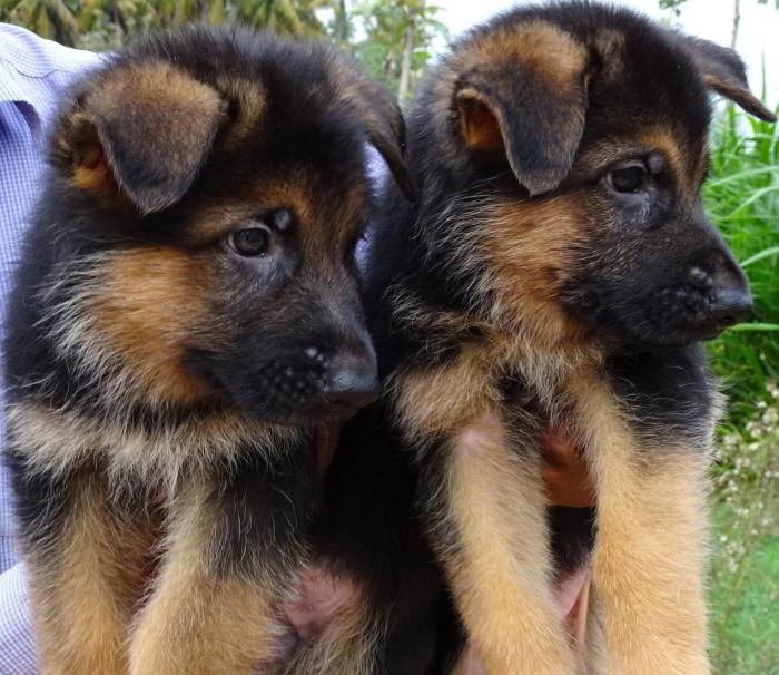 DogsIndia.com - German Shepherd Dog (GSD) - Prasanna (Coimbatore)