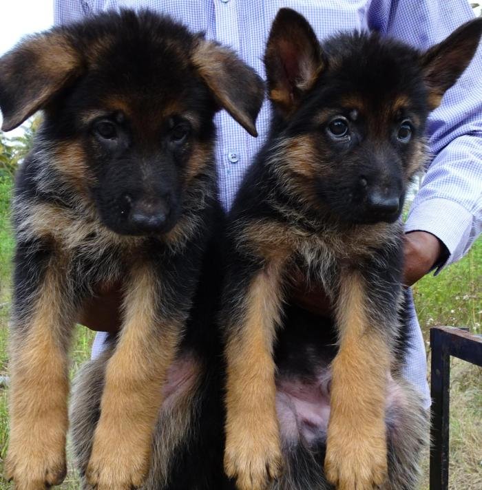 DogsIndia.com - German Shepherd Dog (GSD) - Prasanna (Coimbatore)