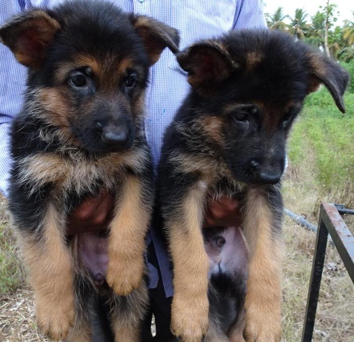 DogsIndia.com - German Shepherd Dog (GSD) - Prasanna (Coimbatore)