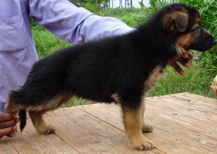 DogsIndia.com - German Shepherd Dog (GSD) - Prasanna (Coimbatore)