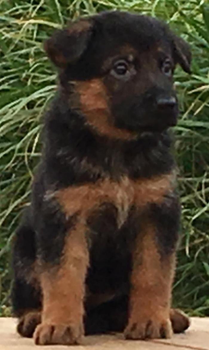 DogsIndia.com - German Shepherd Dog (GSD) - Prasanna (Coimbatore)