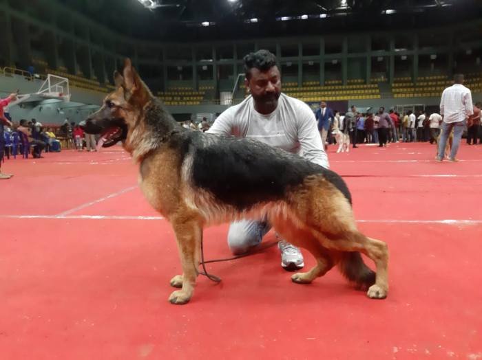 DogsIndia.com - GSD (German Shepherd Dog) - Rajesh