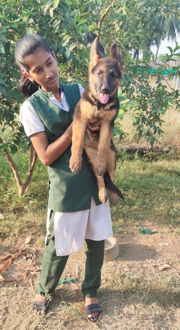 DogsIndia.com - GSD (German Shepherd Dog) - Rajesh