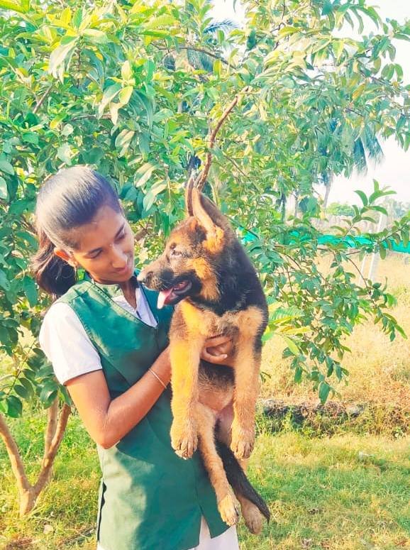 DogsIndia.com - GSD (German Shepherd Dog) - Rajesh