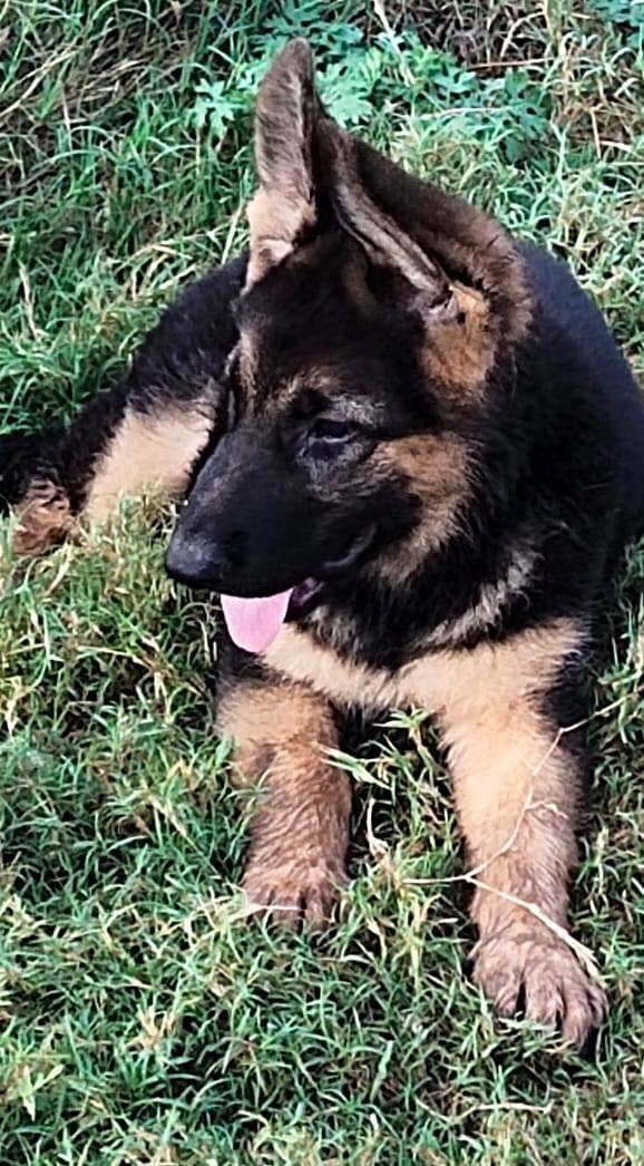 DogsIndia.com - GSD (German Shepherd Dog) - Rajesh