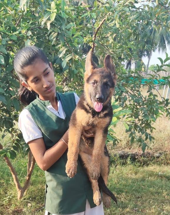 DogsIndia.com - GSD (German Shepherd Dog) - Rajesh