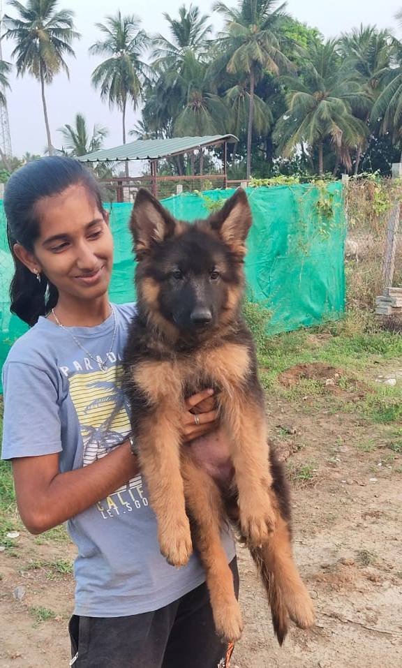 DogsIndia.com - GSD (German Shepherd Dog) - Rajesh