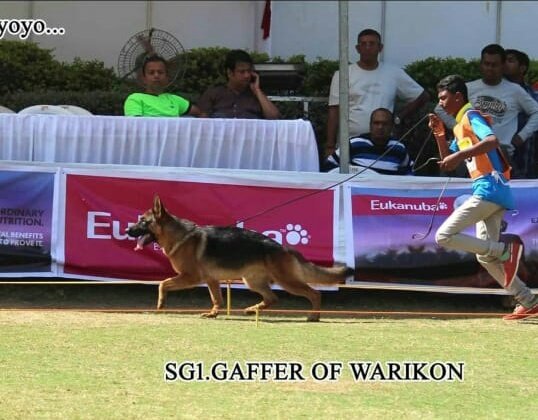 DogsIndia.com - GSD (German Shepherd Dog) - Rajesh