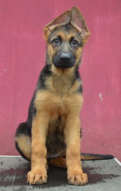 DogsIndia.com - German Shepherd Dog