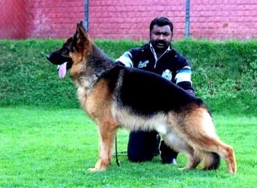 DogsIndia.com - German Shepherd Dog