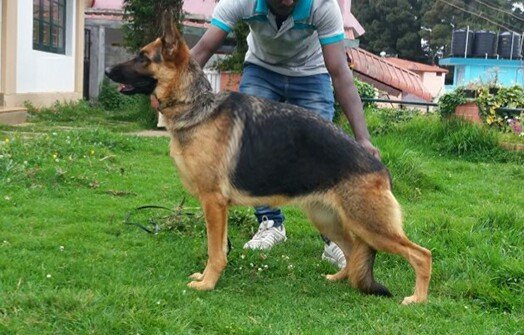 DogsIndia.com - German Shepherd Dog (GSD) - Shabeer
