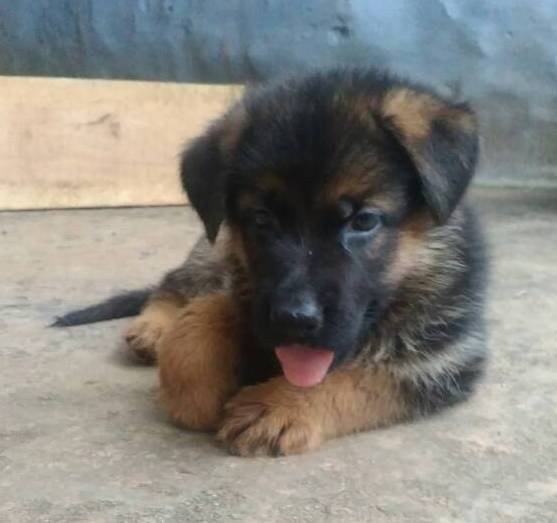 DogsIndia.com - German Shepherd Dog (GSD) - Shabeer