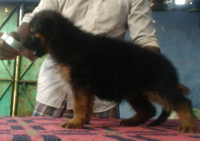 DogsIndia.com - German Shepherd Dog (GSD) - Shabeer