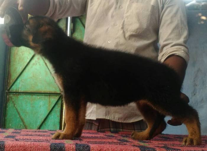 DogsIndia.com - German Shepherd Dog (GSD) - Shabeer