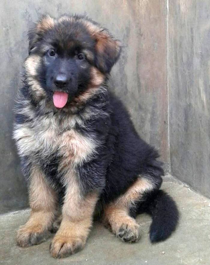 DogsIndia.com - German Shepherd Dog (GSD) - Shabeer