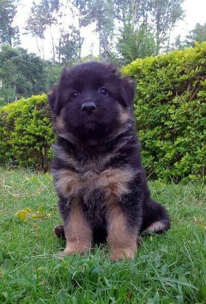DogsIndia.com - German Shepherd Dog (GSD) - Shabeer