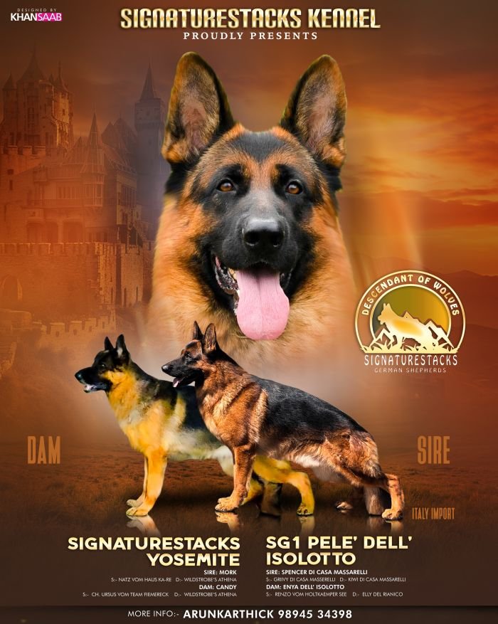 DogsIndia.com - GSD - Signaturestack Kennels - Arun Karthick