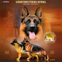 DogsIndia.com - GSD - Signaturestack Kennels - Arun Karthick