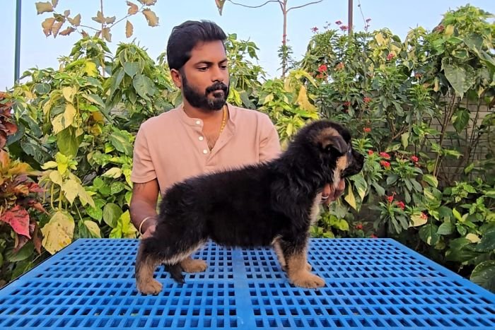 DogsIndia.com - GSD - Signaturestack Kennels - Arun Karthick