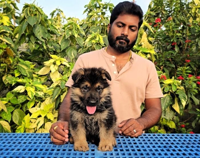 DogsIndia.com - GSD - Signaturestack Kennels - Arun Karthick