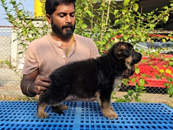 DogsIndia.com - GSD - Signaturestack Kennels - Arun Karthick