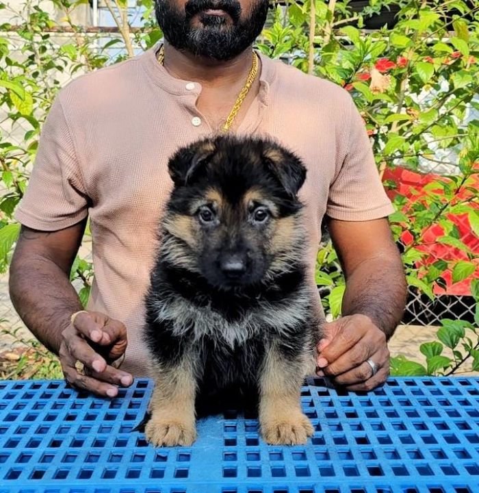 DogsIndia.com - GSD - Signaturestack Kennels - Arun Karthick