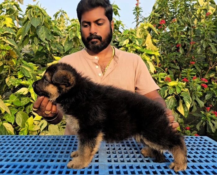 DogsIndia.com - GSD - Signaturestack Kennels - Arun Karthick