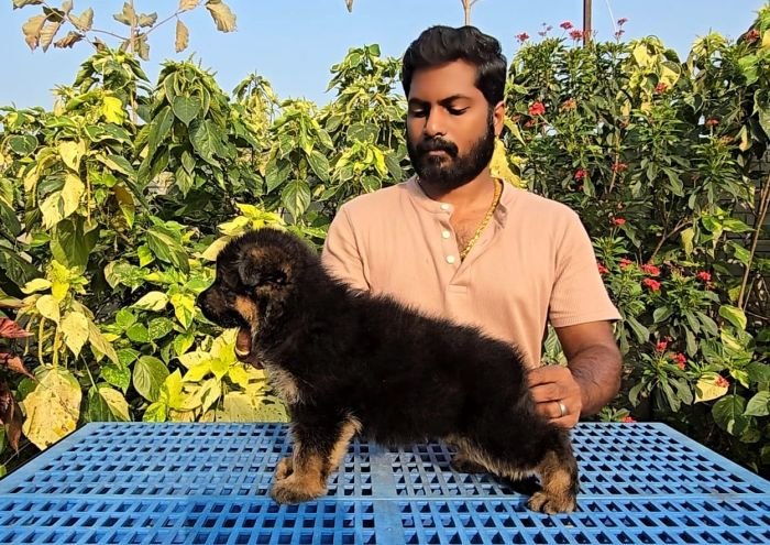 DogsIndia.com - GSD - Signaturestack Kennels - Arun Karthick