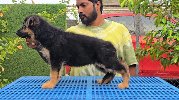 DogsIndia.com - GSD - Signaturestack Kennels - Arun Karthick