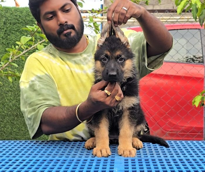 DogsIndia.com - GSD - Signaturestack Kennels - Arun Karthick