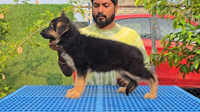 DogsIndia.com - GSD - Signaturestack Kennels - Arun Karthick