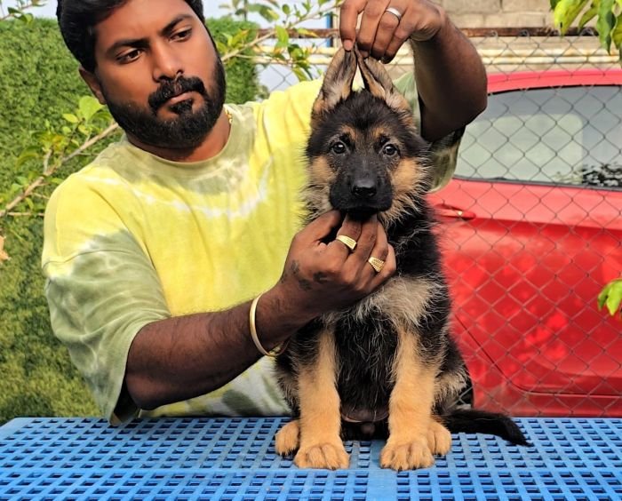 DogsIndia.com - GSD - Signaturestack Kennels - Arun Karthick