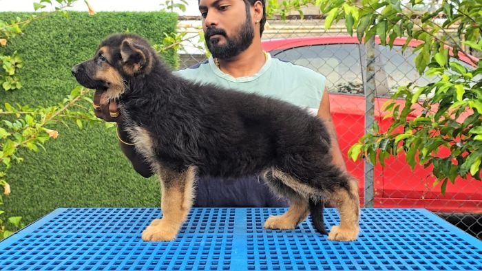 DogsIndia.com - GSD - Signaturestack Kennels - Arun Karthick