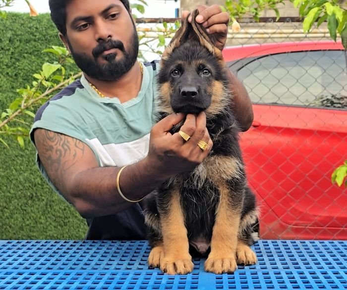 DogsIndia.com - GSD - Signaturestack Kennels - Arun Karthick