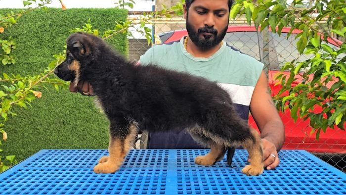DogsIndia.com - GSD - Signaturestack Kennels - Arun Karthick