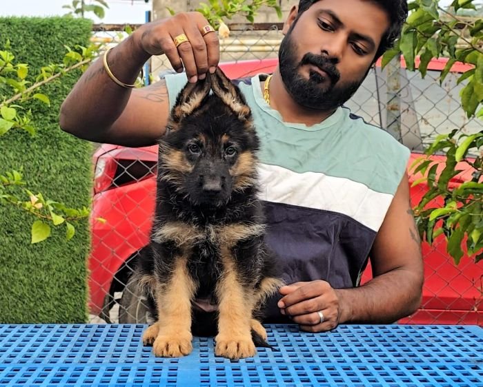DogsIndia.com - GSD - Signaturestack Kennels - Arun Karthick