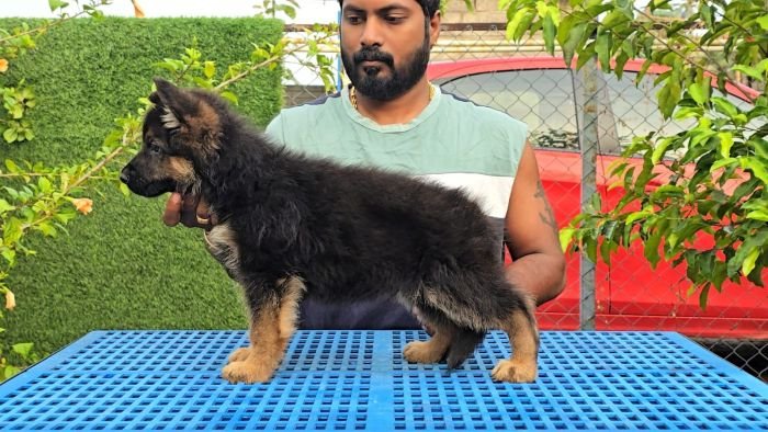 DogsIndia.com - GSD - Signaturestack Kennels - Arun Karthick