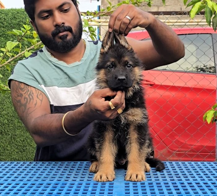 DogsIndia.com - GSD - Signaturestack Kennels - Arun Karthick