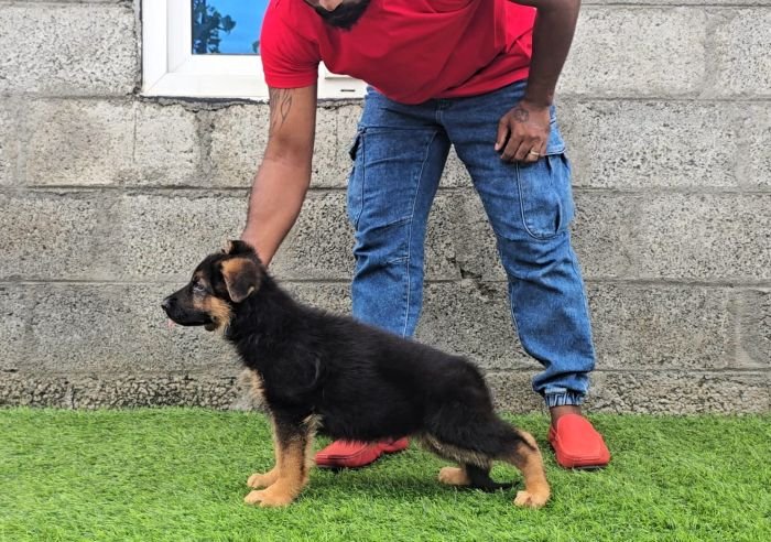 DogsIndia.com - GSD - Signaturestack Kennels - Arun Karthick
