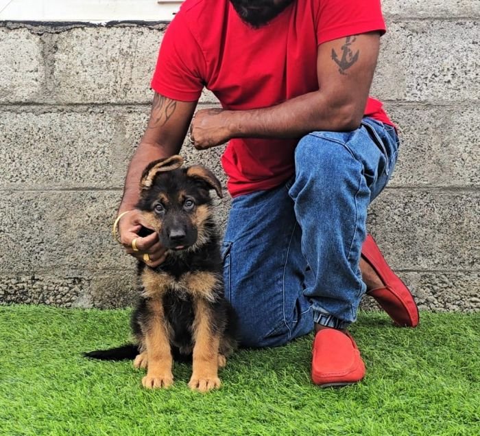 DogsIndia.com - GSD - Signaturestack Kennels - Arun Karthick