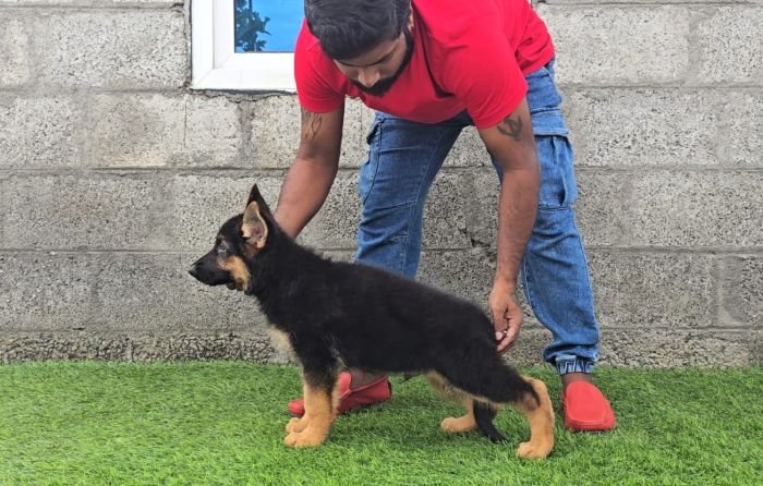 DogsIndia.com - GSD - Signaturestack Kennels - Arun Karthick
