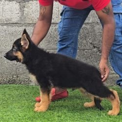 DogsIndia.com - GSD - Signaturestack Kennels - Arun Karthick