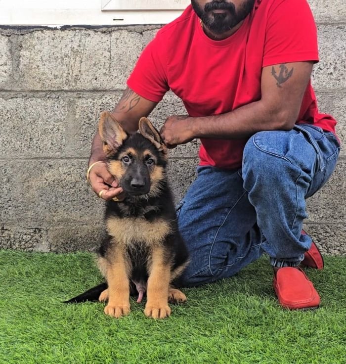 DogsIndia.com - GSD - Signaturestack Kennels - Arun Karthick